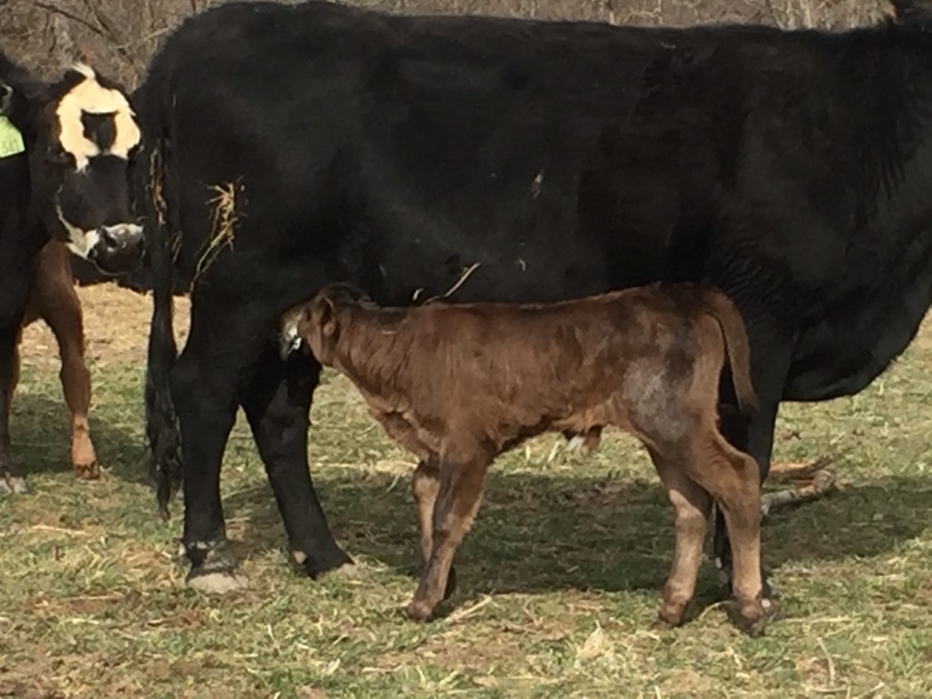 Baby calf drinking milk