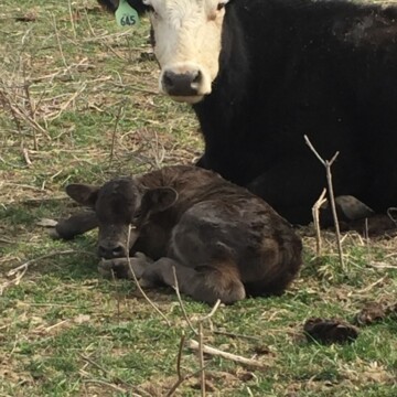 Baby Calf | Clover Meadows Beef