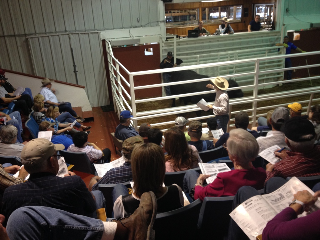 We bought Big Buck from an auction. The auctioneer is in the front and faces the audience so he can watch for bids. 