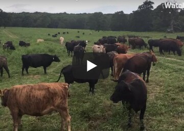 cattle breeds - St Louis Missouri Grass Fed Beef - Clover Meadows Beef - Family Farm - Free Delivery - stl