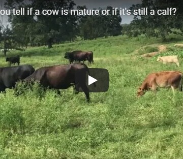 How can you tell if a cow is mature or if its a calf | Clover Meadows Beef Grass Fed Beef St Louis | STL | Free Delivery