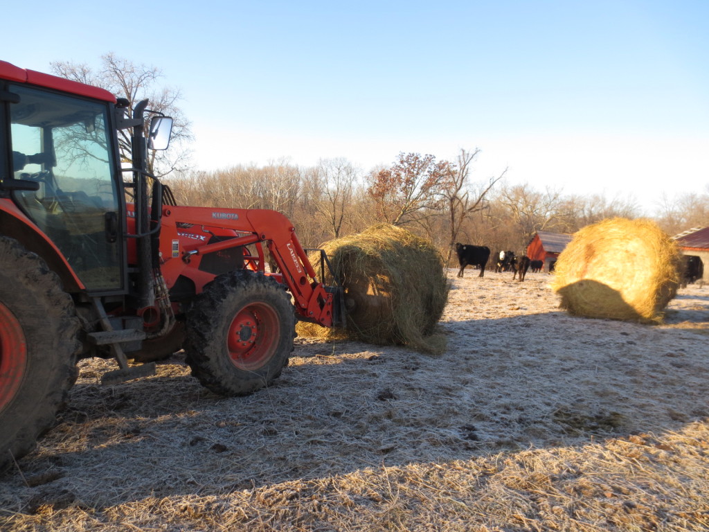 feeding cattle hay bales in winter. what do cows eat in winter. 