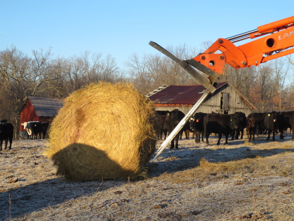 feeding cattle hay bales in winter. what do cattle eat in winter.
