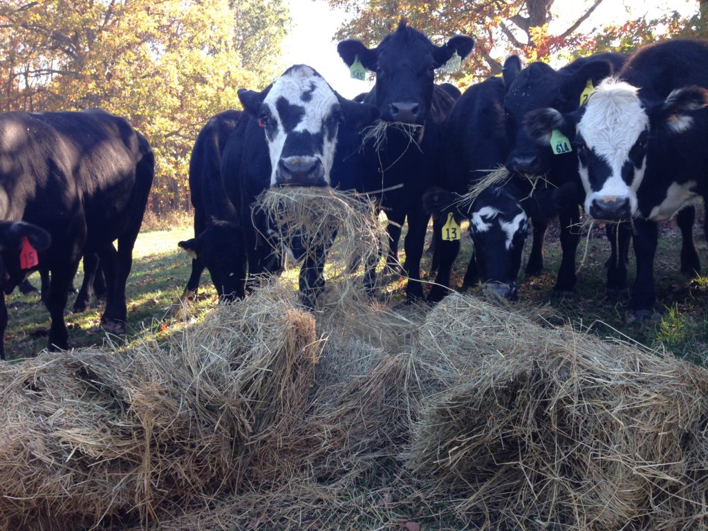Cattle eating hay - Clover Meadows Beef Local Grass Fed Beef St. Louis