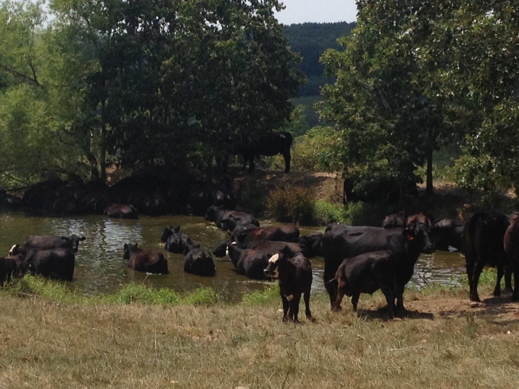 Looks like a great day for swimming!