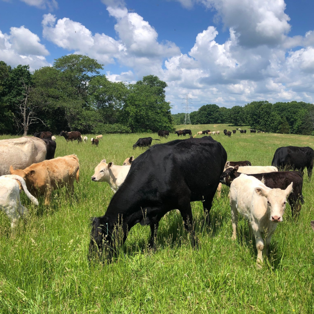 beef-breed-dairy-breed-difference-between-vs-beef-cattle-dairy-cattle-different-colors-clover-meadows-beef-grass-fed-beef-1