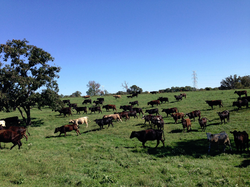 Missouri Grass Fed Beef