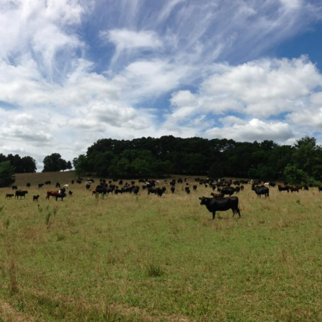 difference-between-cow-calf-heifer-steer-bull-cow-calf-operation-beef-cows-dairy-cows-cattle-clover-meadows-beef-grass-fed-beef3