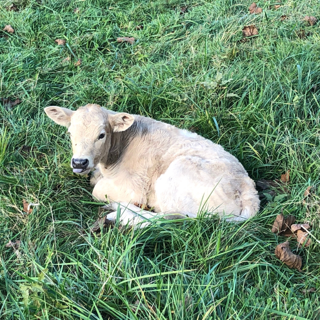 do-cows-sleep-standing-up-where-do-cows-sleep