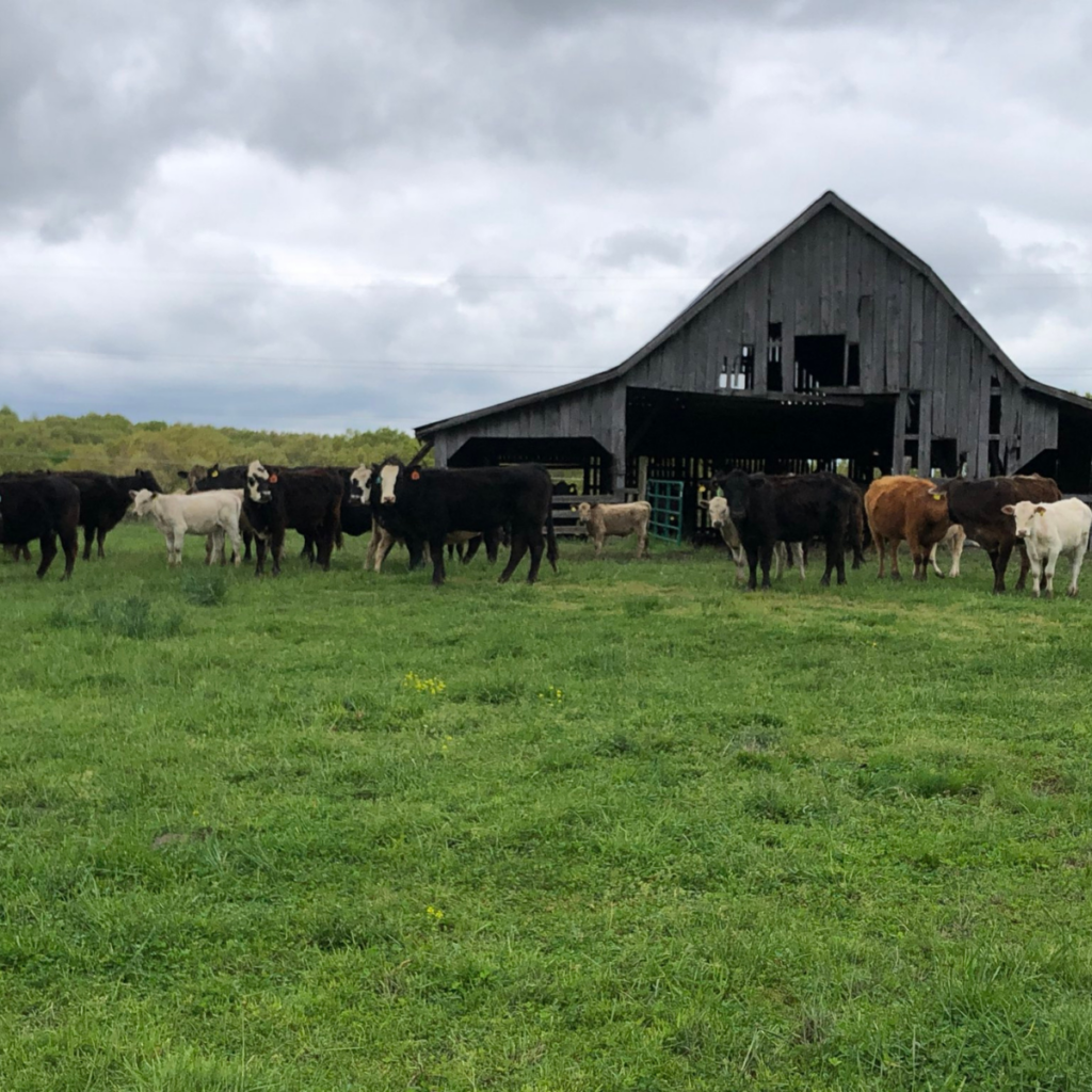 head-of-cattle-herd-of-cattle-livestock-terms-mean-clover-meadows-beef-grass-fed-beef