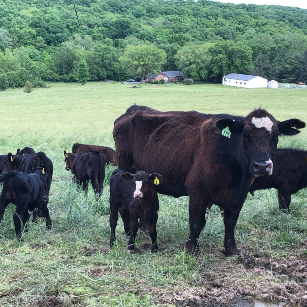 head-of-cattle-herd-of-cattle-livestock-terms-mean-clover-meadows-beef-grass-fed-beef-2