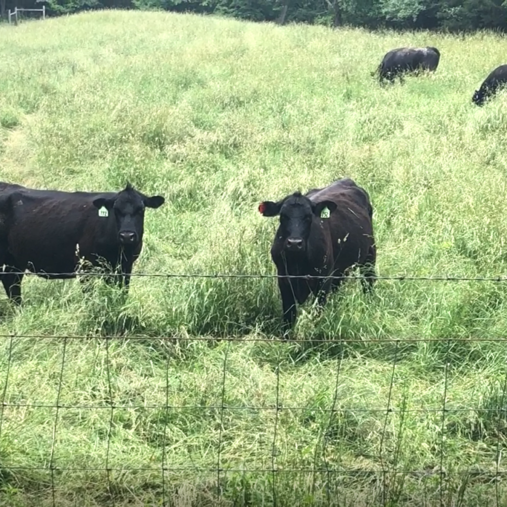 what-do-cows-eat-clover-meadows-beef-grass-fed-beef-saint-louis-missouri